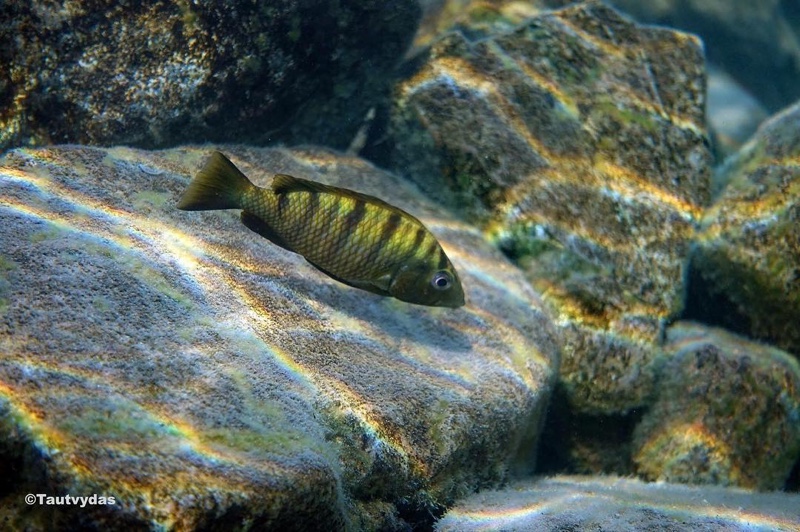 Jabarichromis pfefferi 'Kipili'